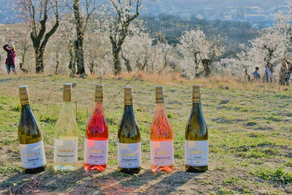 Getting to know Moravian and Czech wines